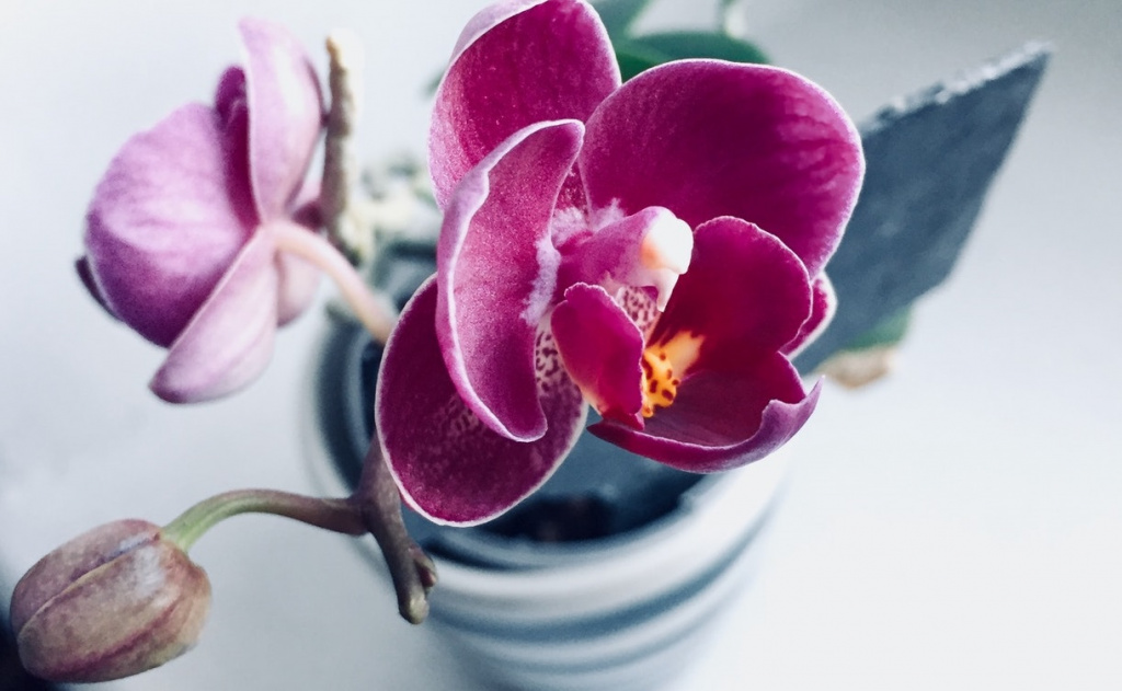 purple-orchid-in-white-ceramic-pot-942176.jpg